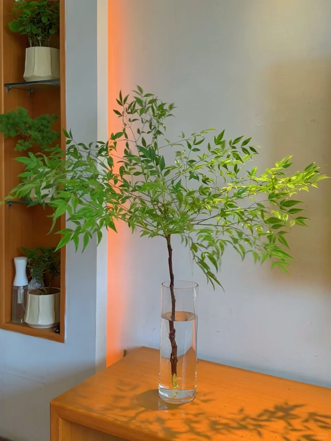🌿让家里充满绿意和生机的绿植🪴南天竹