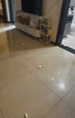 疯了，连电线都敢砍…