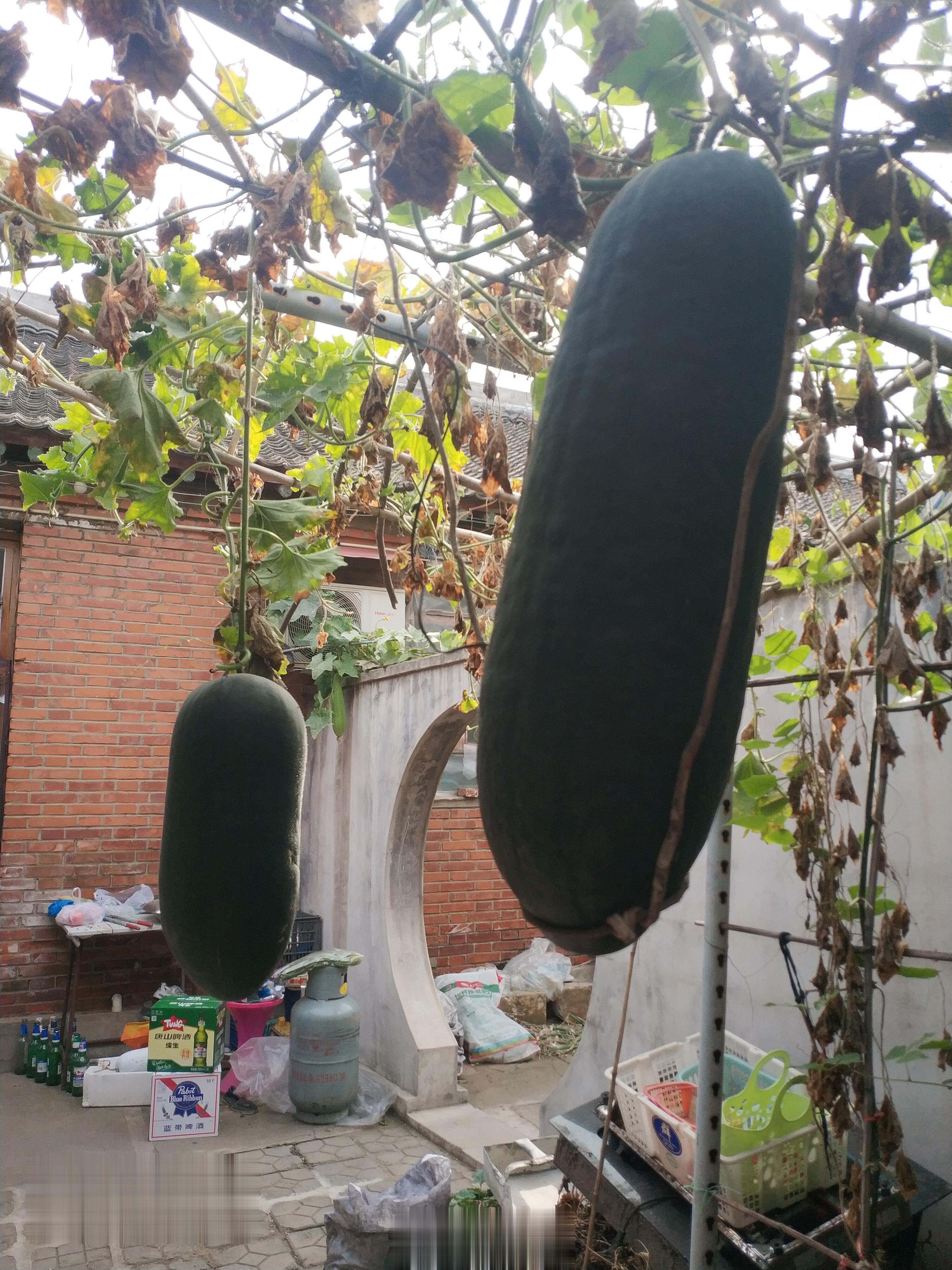 今年长的两个大冬瓜与往年不是一个品种，今年的发绿。 ​​​