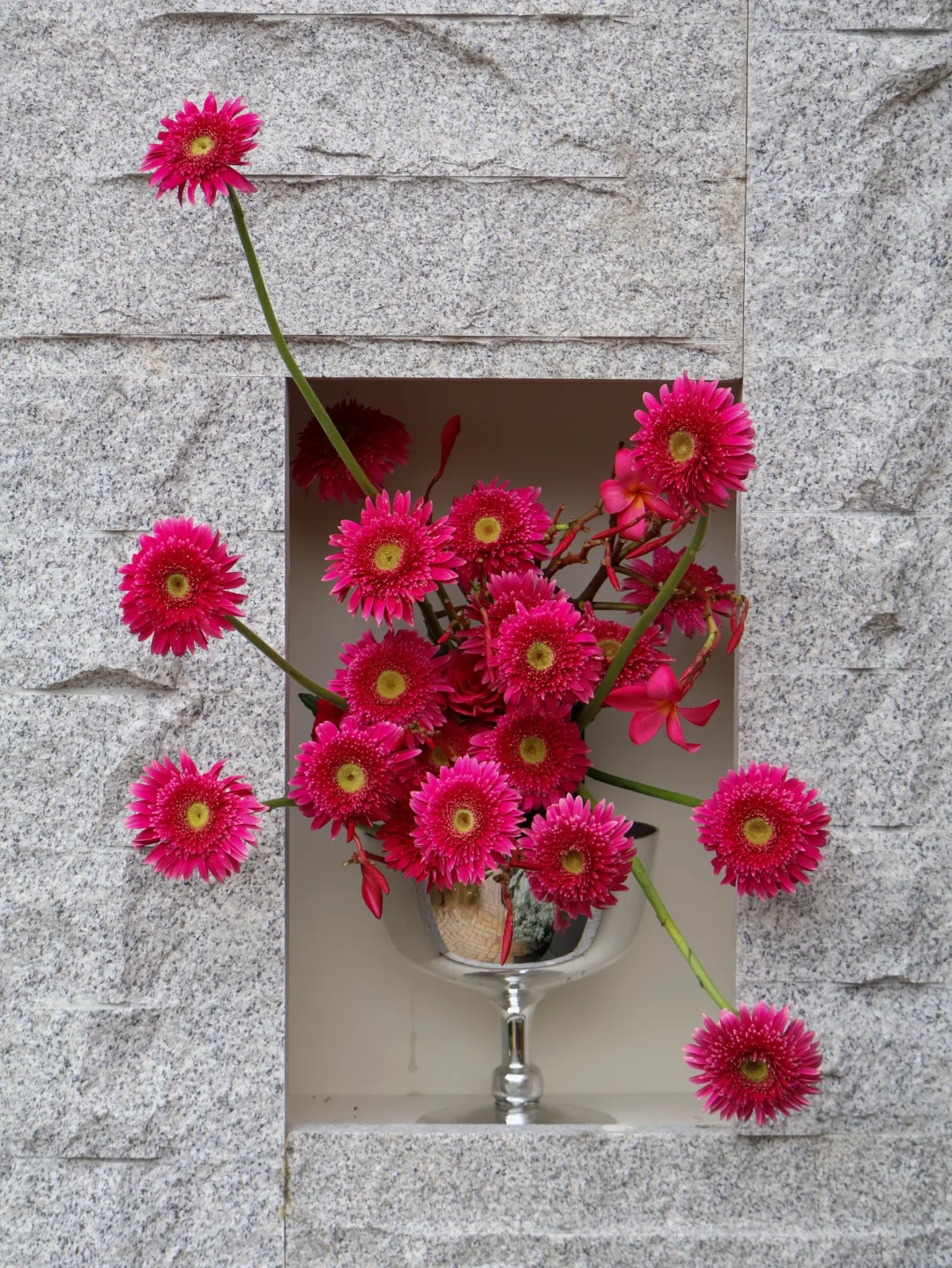 热情洋溢的非洲菊