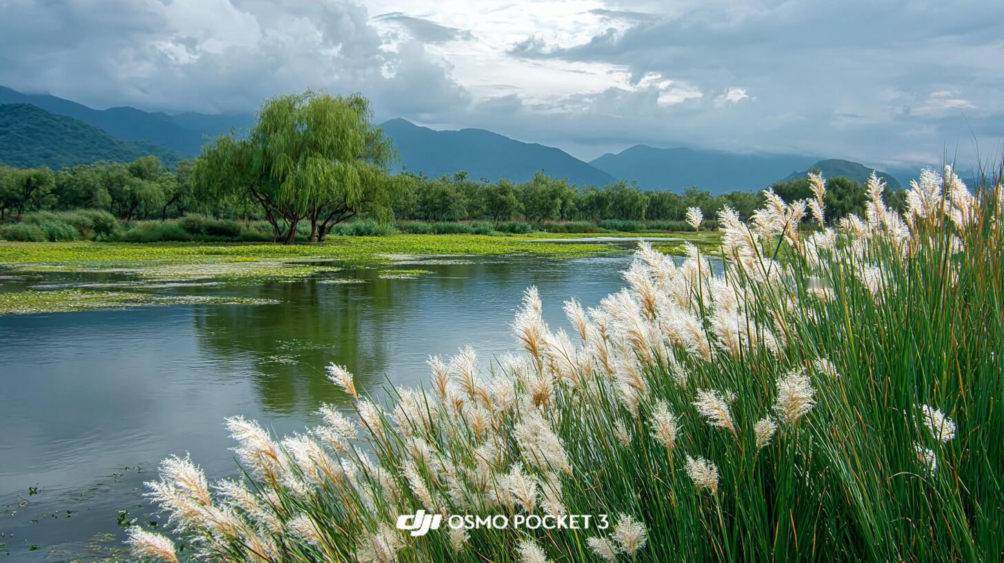 Pocket3把芦苇拍成了秋日富士电影🌾 