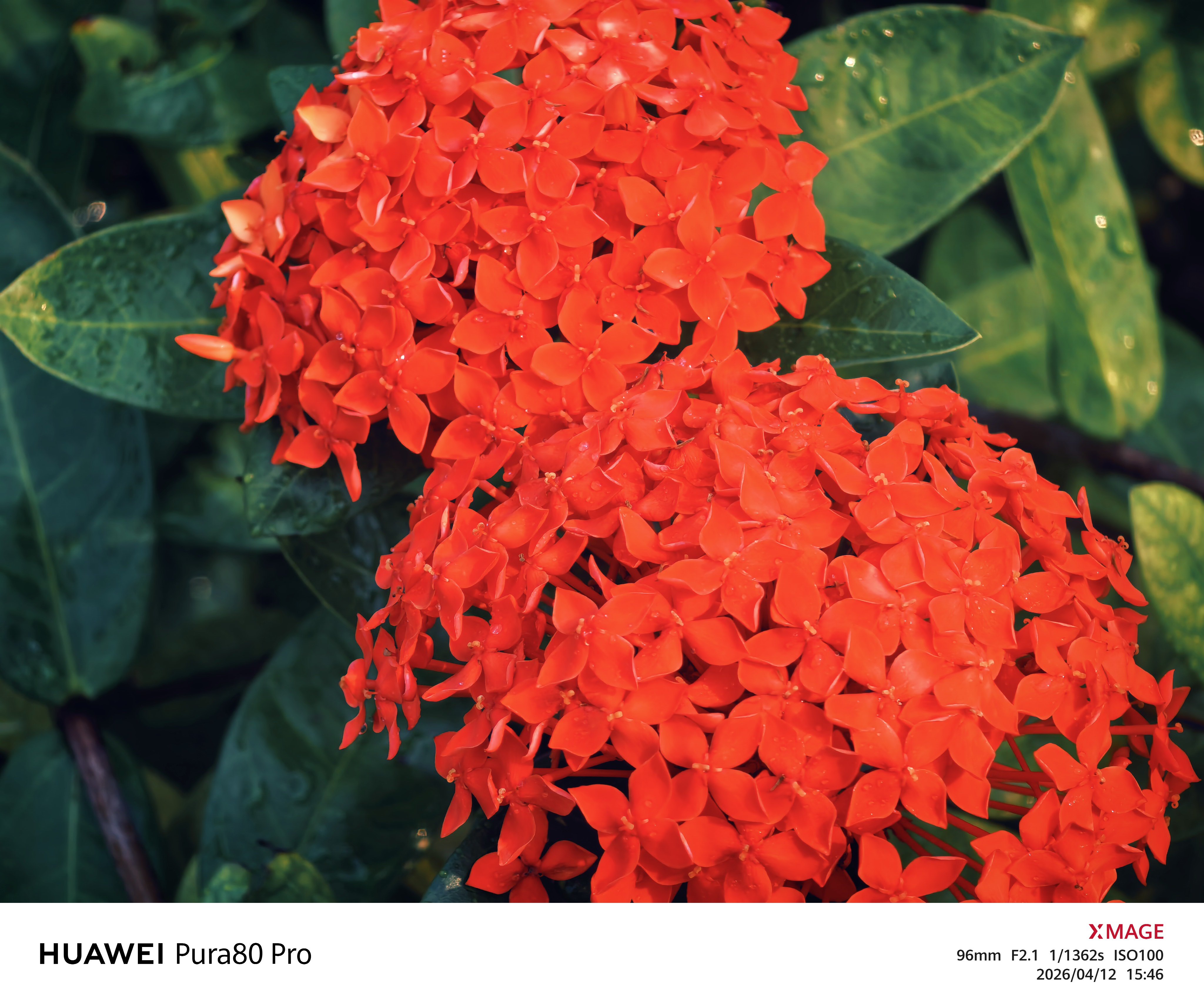 夏意盎然手机摄影华为