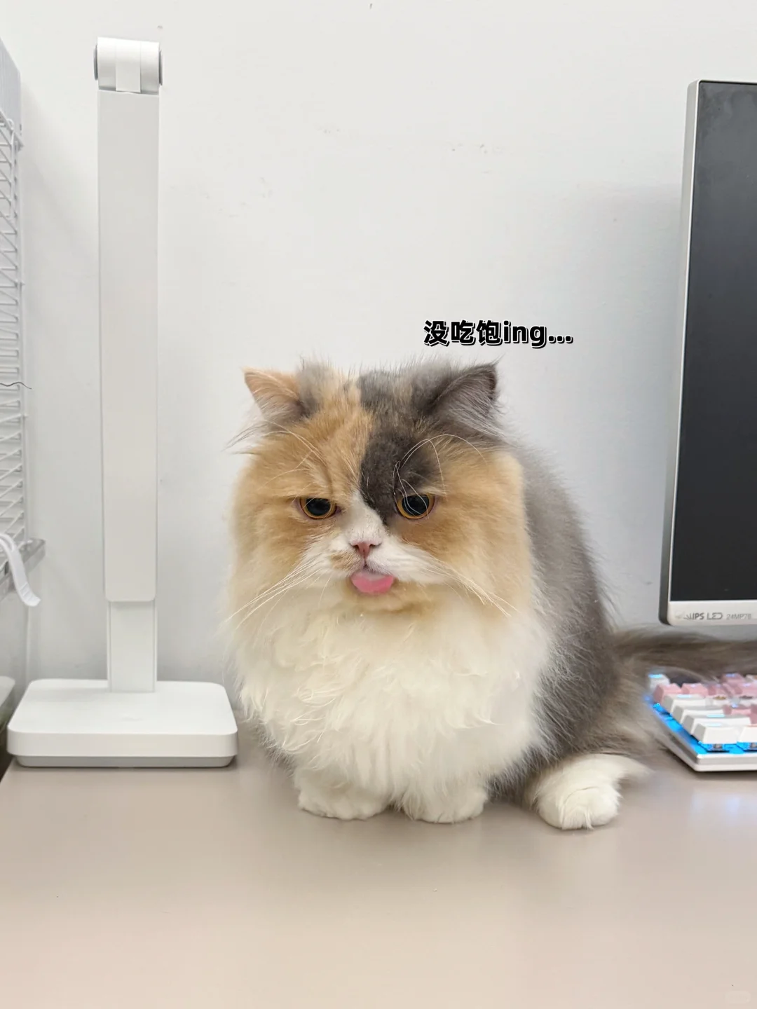 全世界最可爱的背影出现了！！！