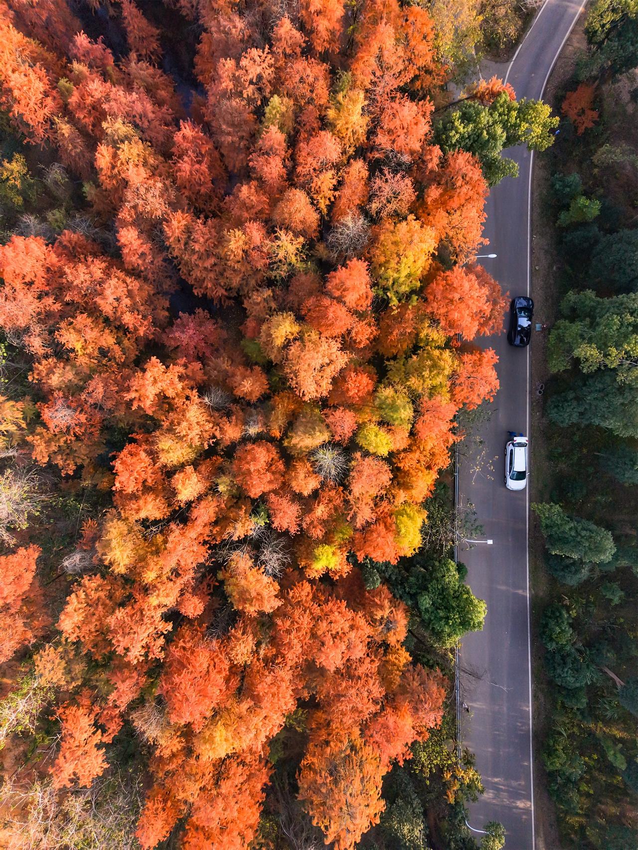 12.1实拍！武汉3处水杉林红了，免费人少
12月第一天就去打卡了江夏的水杉
已