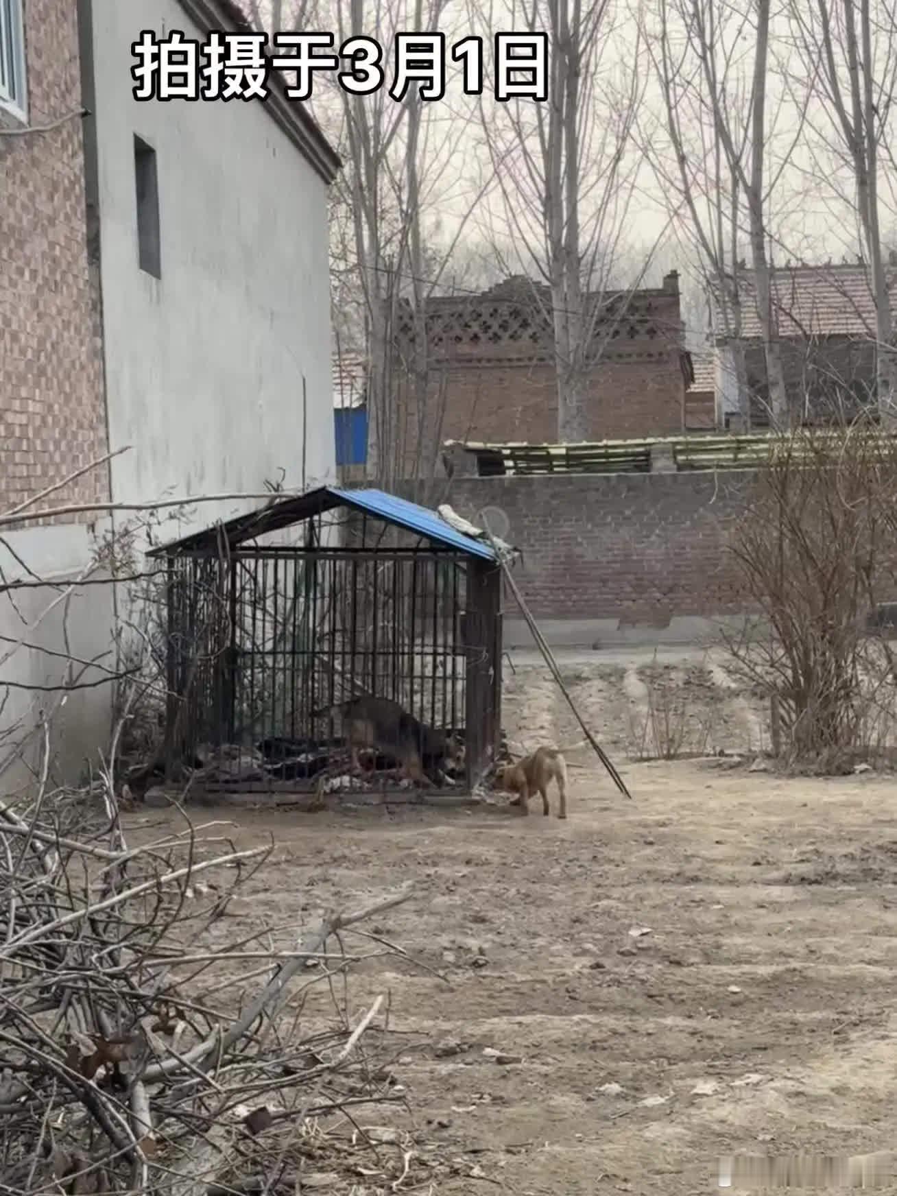 你们的幸福是每天一起玩我的幸福是每天看你们玩萌宠宠物