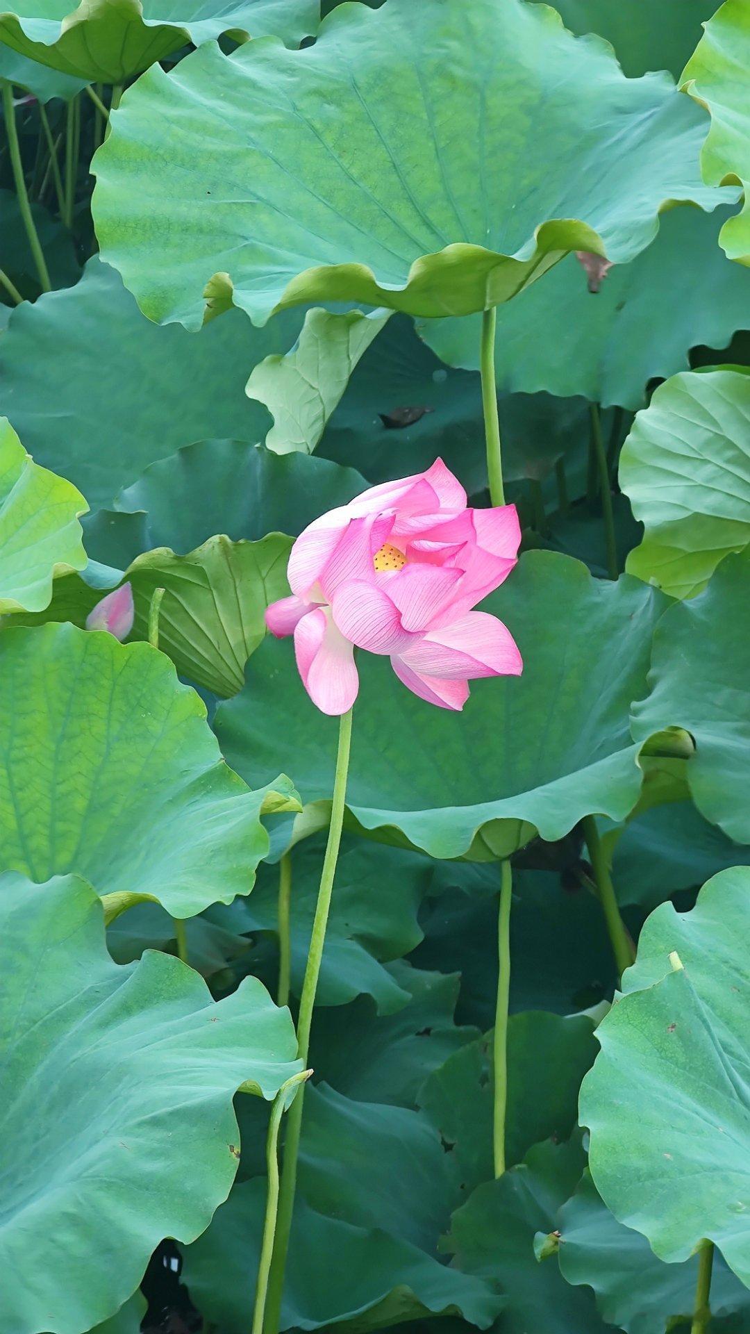 北京北海公园夏日荷花别样红  摄影​​​
