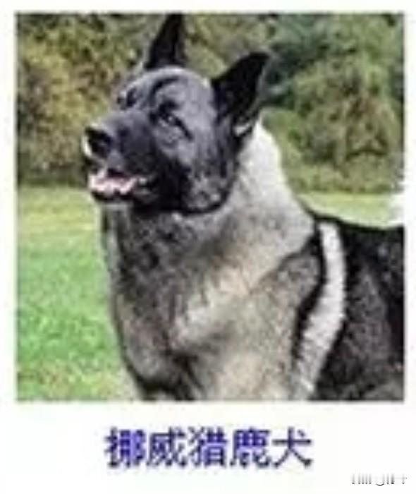 菩萨蛮17·挪威猎鹿犬
       苍毛轻缀霜斑劲，竖耳凝眸英气迸。舌卷野云宽