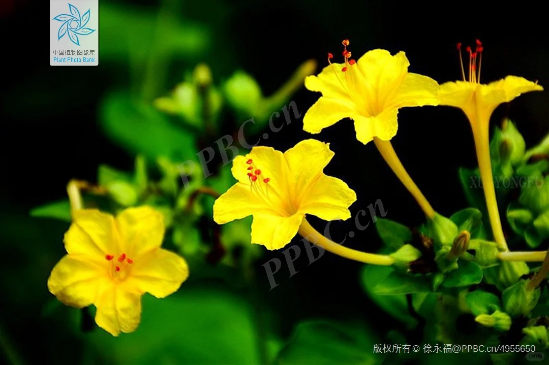 寻记忆中的地雷花，紫茉莉