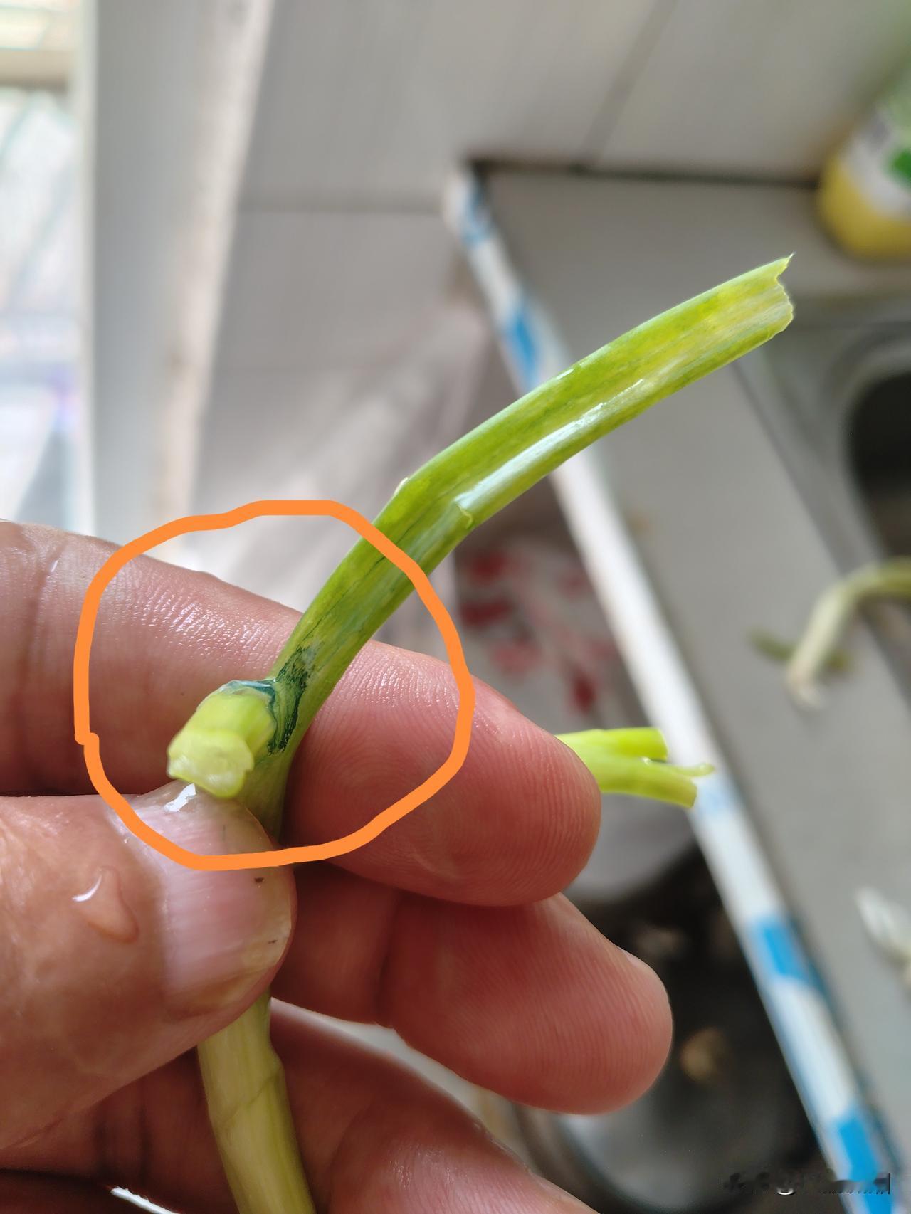 昨天早上在商场买的火葱，买回来就放在冰箱里面了。今天中午炒菜需要用到，就拿出来几