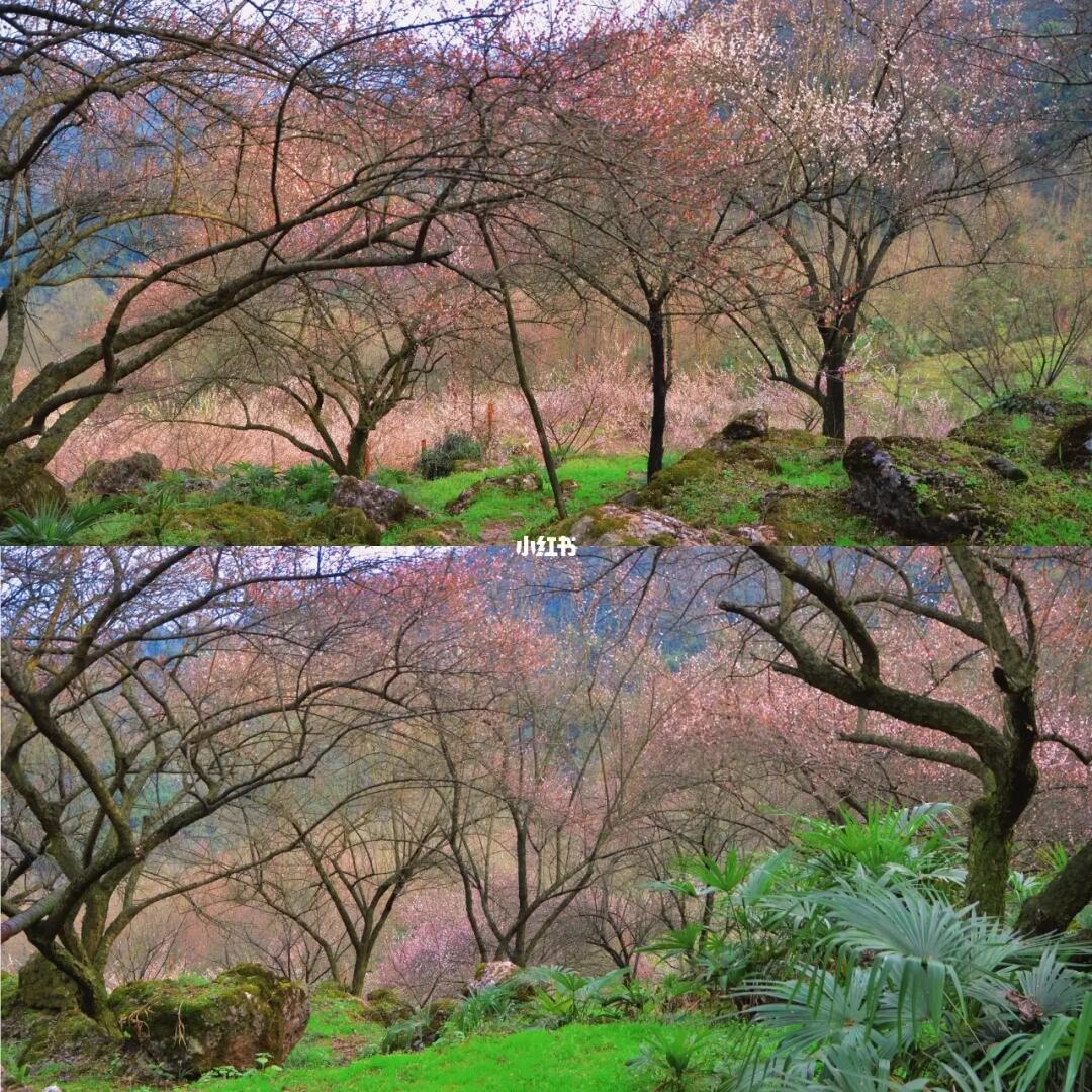 要论川版小林芝，这里远胜天车坡！