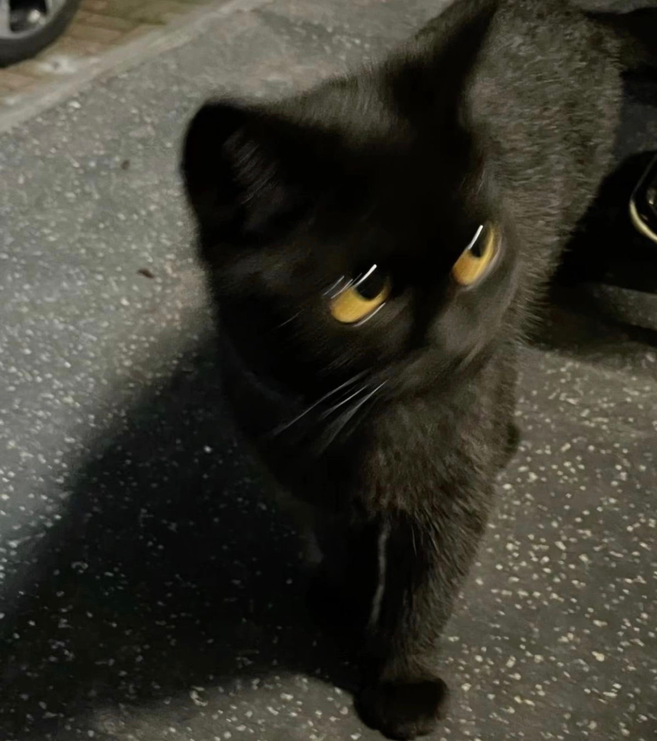 🐈⬛🫳🏻 