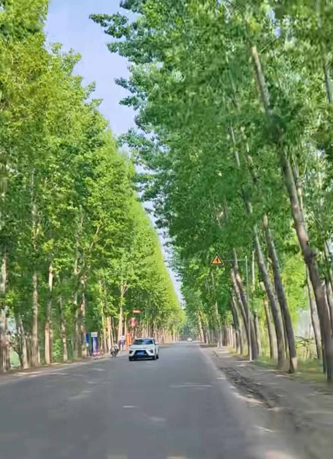 假期结束了，
回公司的路上，
风都是臭的！
烂树！烂草！
长这么绿给谁看？
跟中