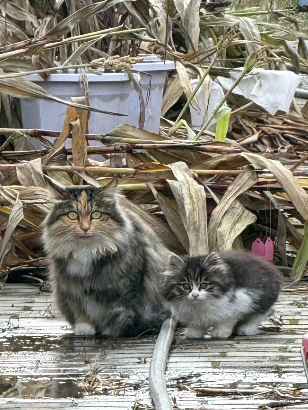 这么漂亮的流浪猫！