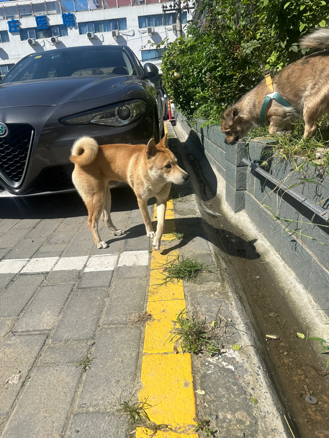 北京有人愿意中转这个秋田串么