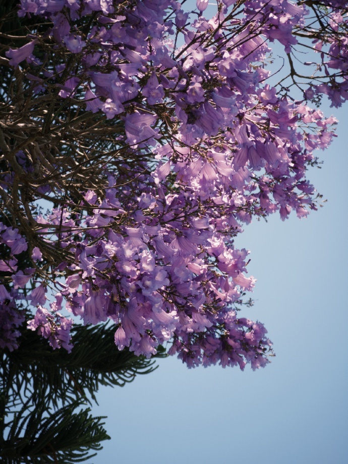 💜Purple ​ ​​​