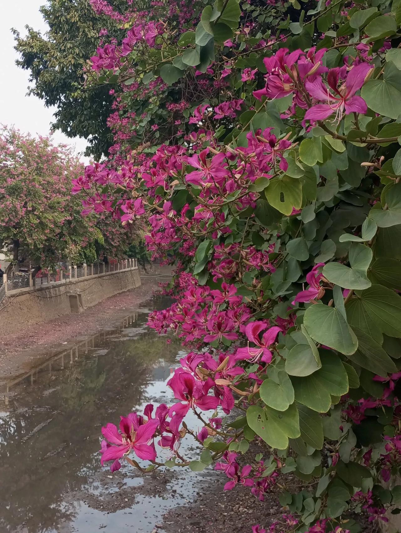 新年新开始，万事胜意，大红大紫，平安喜乐新年第一日 广州海珠瑶头村广州海珠马涌醉