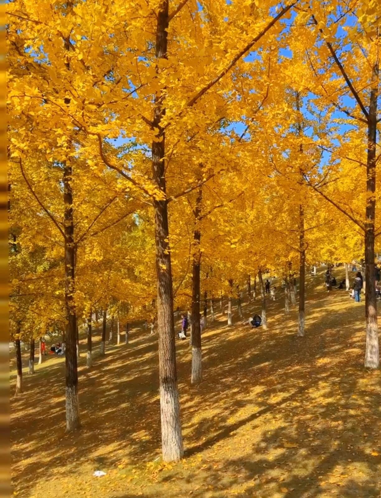 重庆的冬天太阳一出来就自带“召唤术”，公园草坪上瞬间“长”满晒太阳的人，帐篷、天