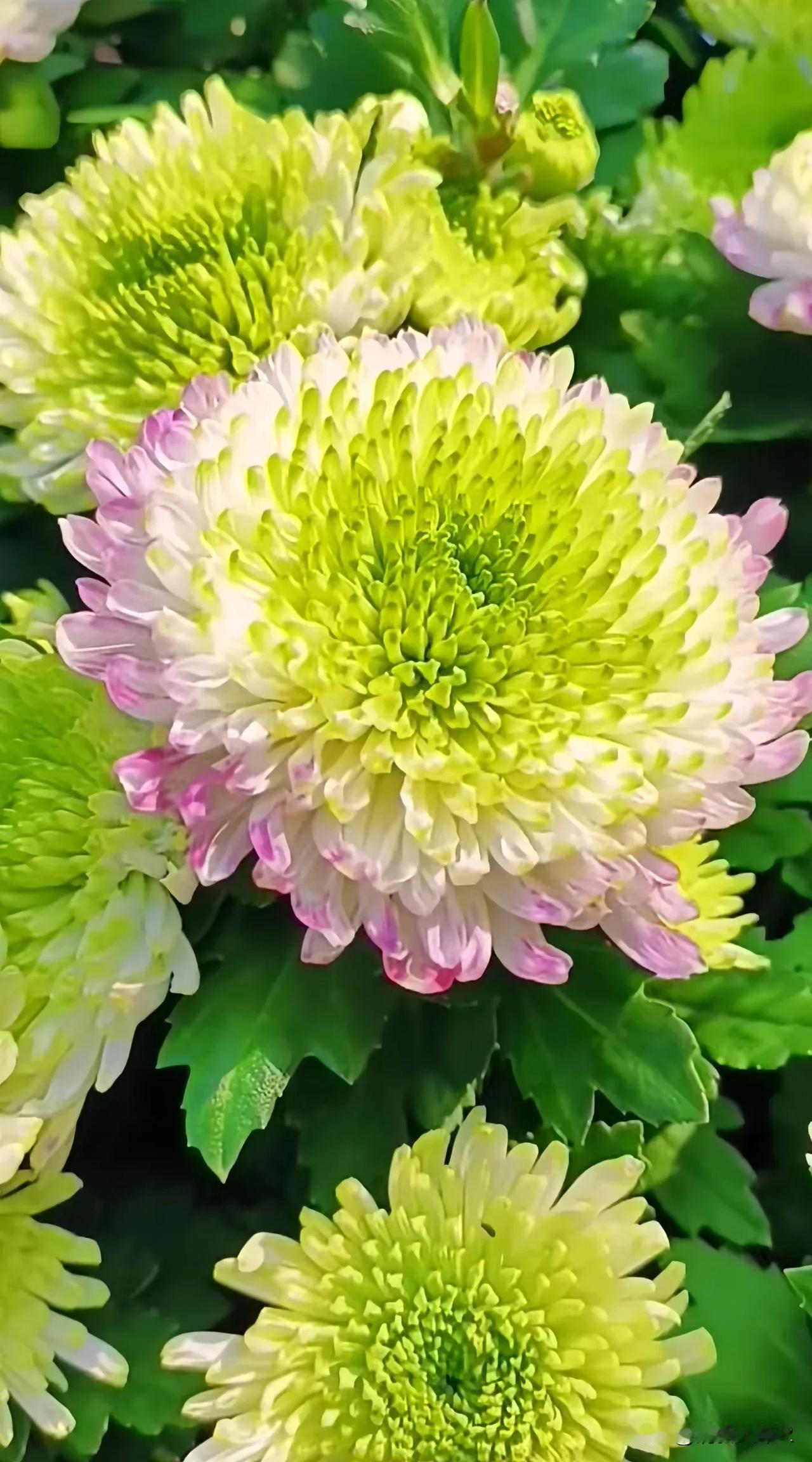 上联：淡雅菊花傲秋霜
下联：清幽兰芷迎晨露

上联描述了菊花在秋霜中傲然绽放的景