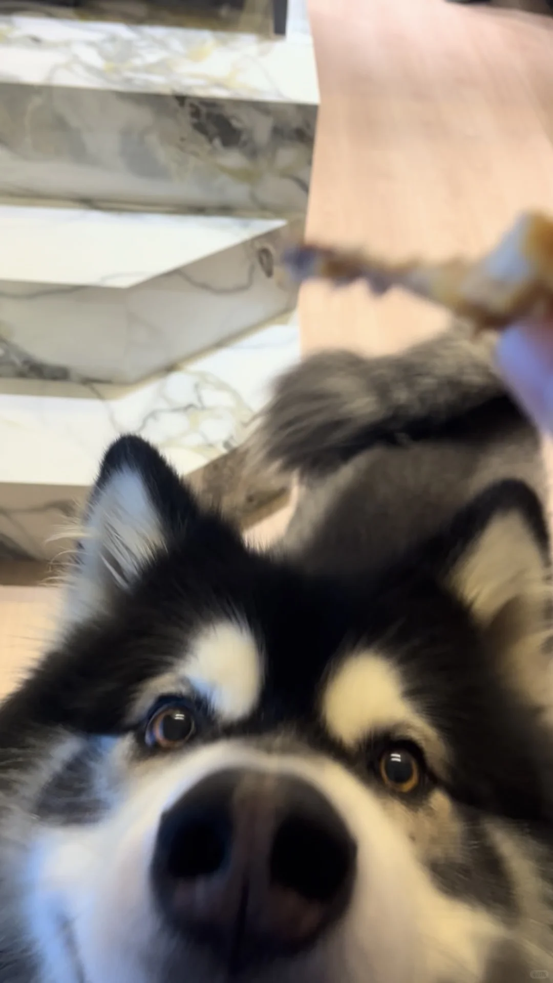 陪伴六年啦