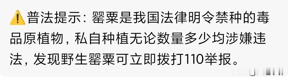 轻信偏方私种罂粟治病不可取！大连高新区铲除127株罂粟筑牢禁毒防线！
 
近日大