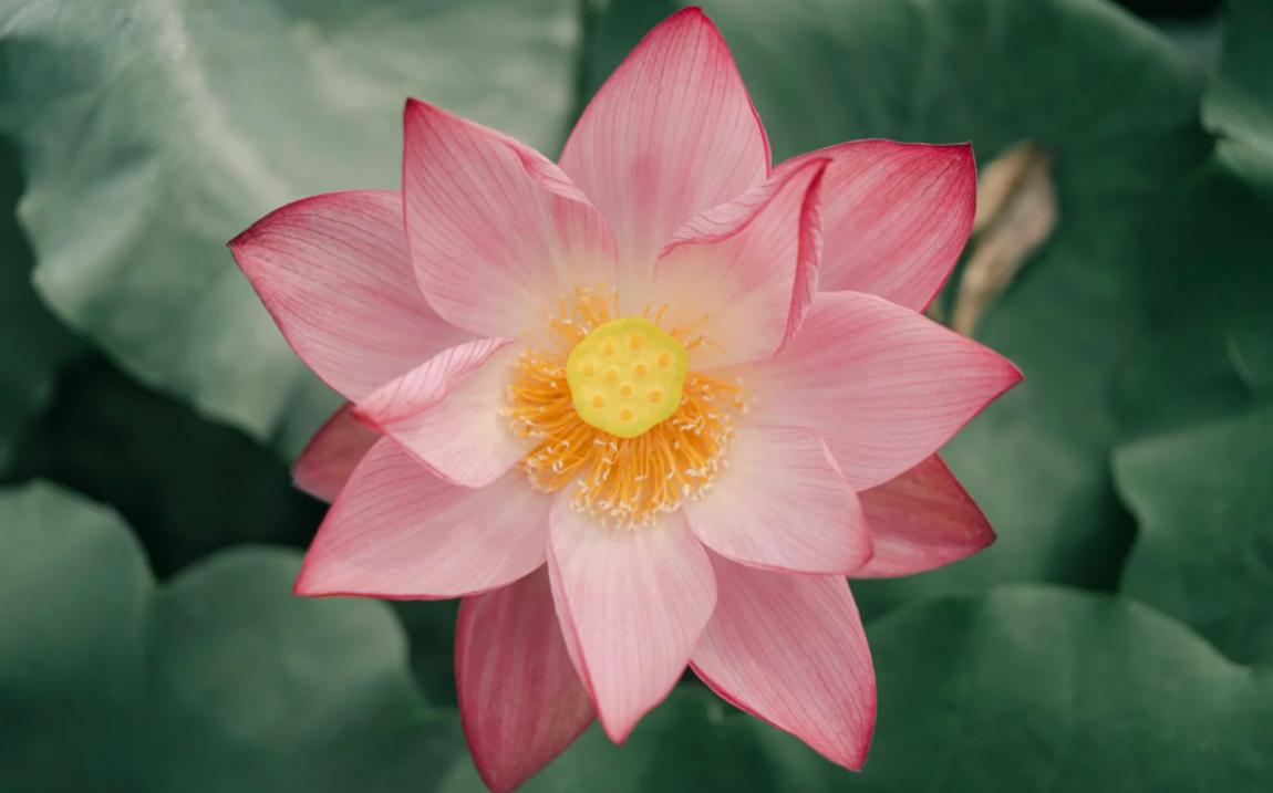 离婚后要知道的4件事
亲爱的朋友们大家好，我是海林小百科，今天我们来看看离婚后需