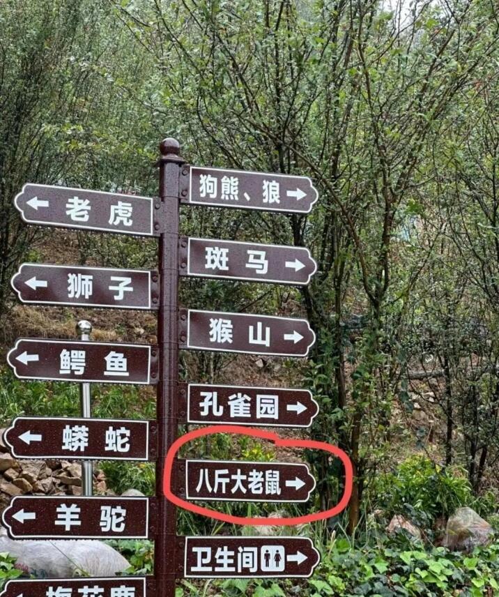 《八斤大老鼠》 ​​​