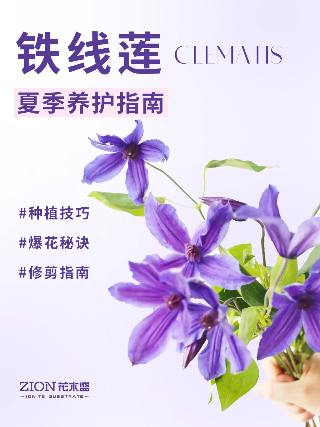 铁线莲夏季养护指南✨想看秋花还得是现在