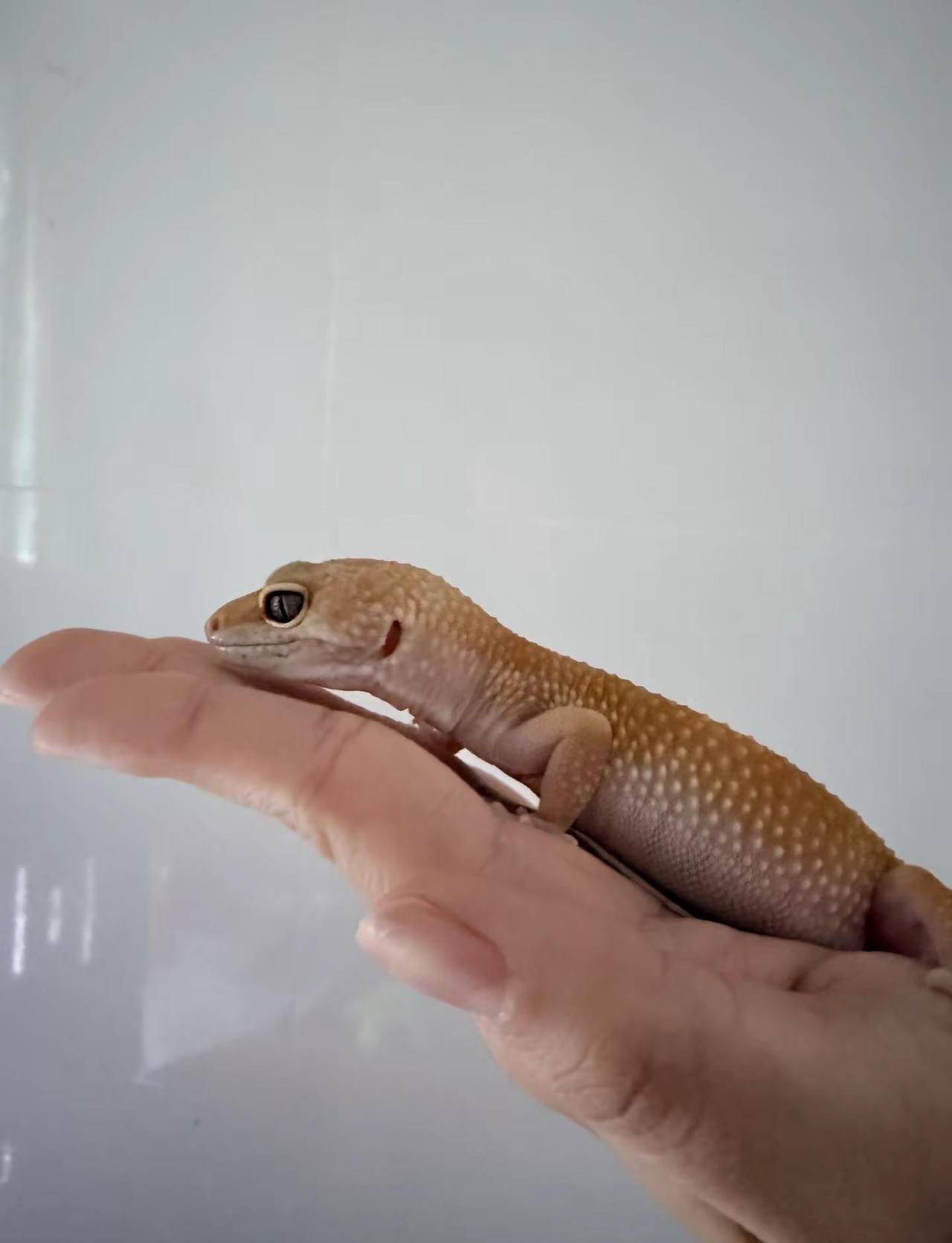 🦎 守宫宋威龙 爬行动物 蜥蜴