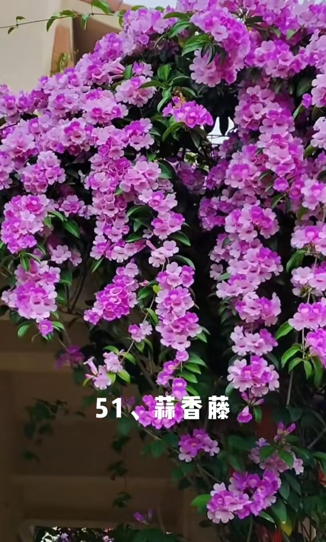 认识100种花（下）（51一100）