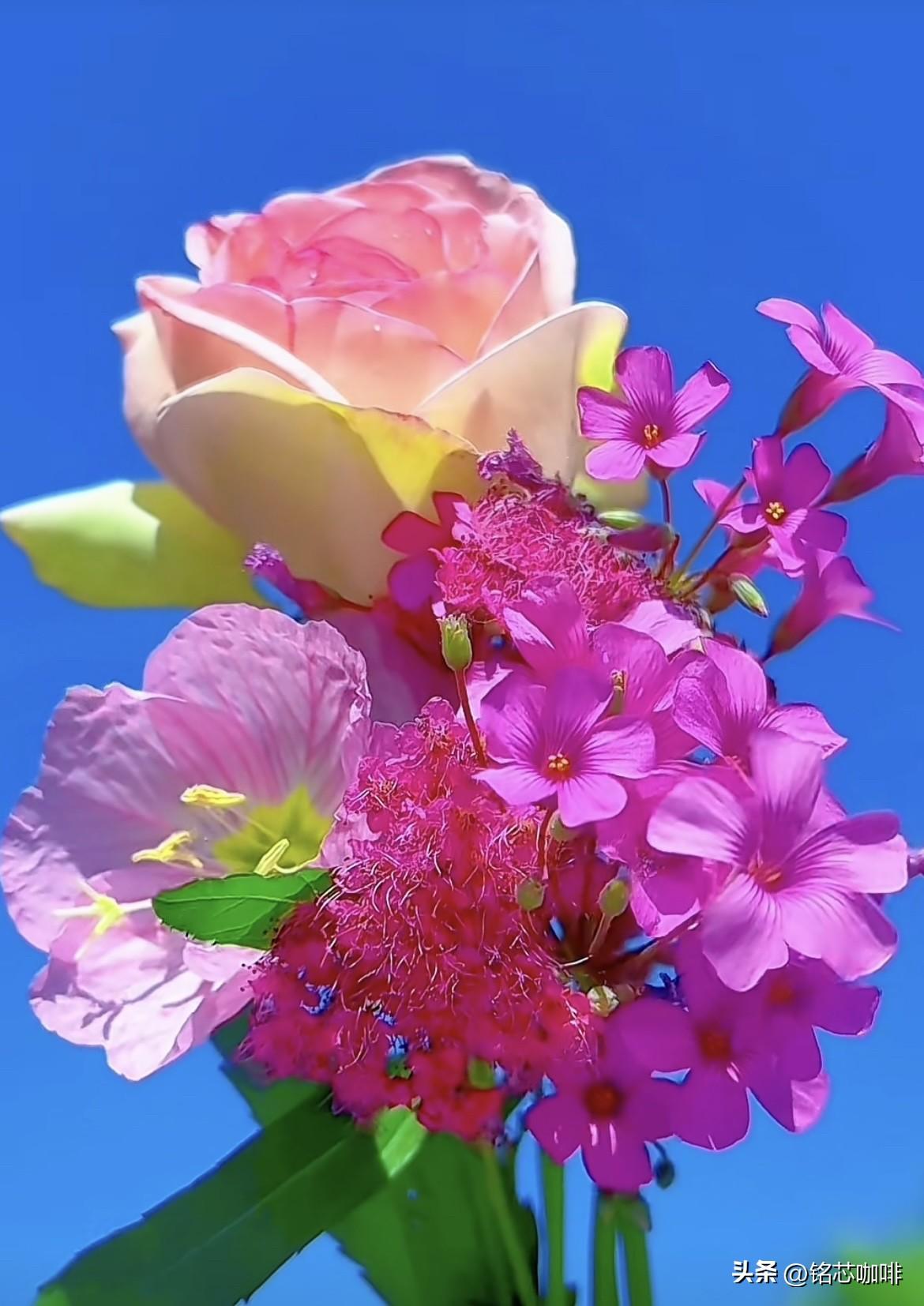 下联拟对
   上联：鸟去鸟归鸟有声
   下联：花开花落花无语