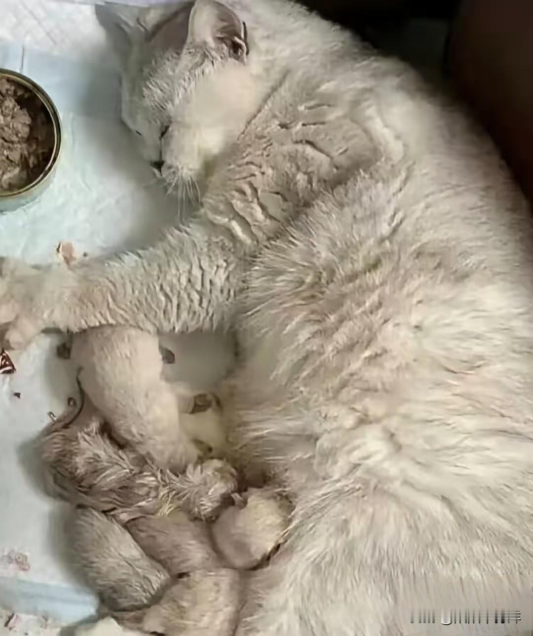 万万没想到！江苏一个女的出差，临走前给猫碗倒满了猫粮，本来打算三天就回来，结果项