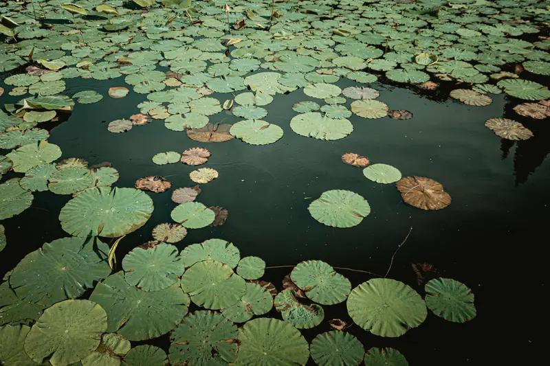 读此诗，仿若踏入一个诗意天地。春风轻柔地拂过绿莲池，那景致美得令人陶醉，然而淡墨