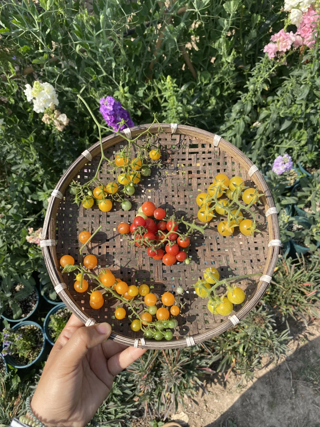 今年种的醋栗番茄🍅🍡