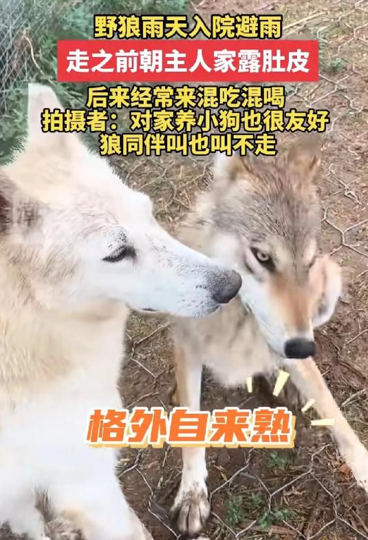 太搞笑了！一只野狼闯进院子躲雨，临走竟对人翻肚皮疯狂撒娇，这之后更绝——天天到点