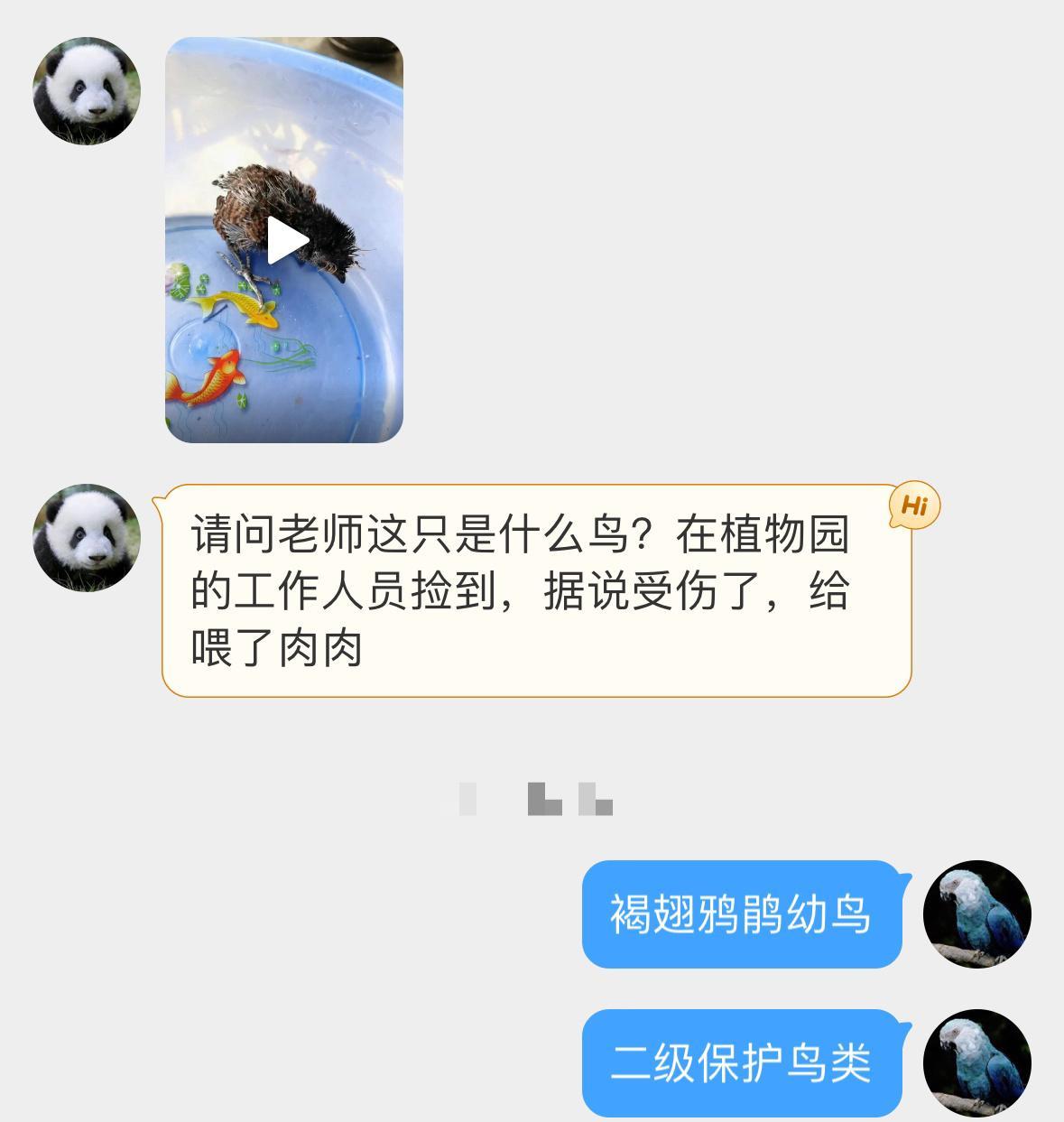 #鸟粉投稿# 植物园里捡到的【褐翅鸦鹃】幼鸟（二级保护鸟类 在一些地区会被人非法