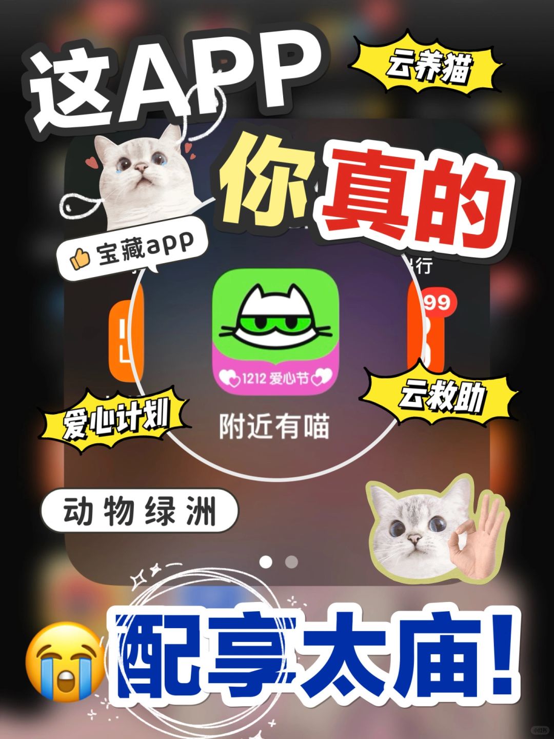 这么有温度的APP不能有铲屎官不知道❗️