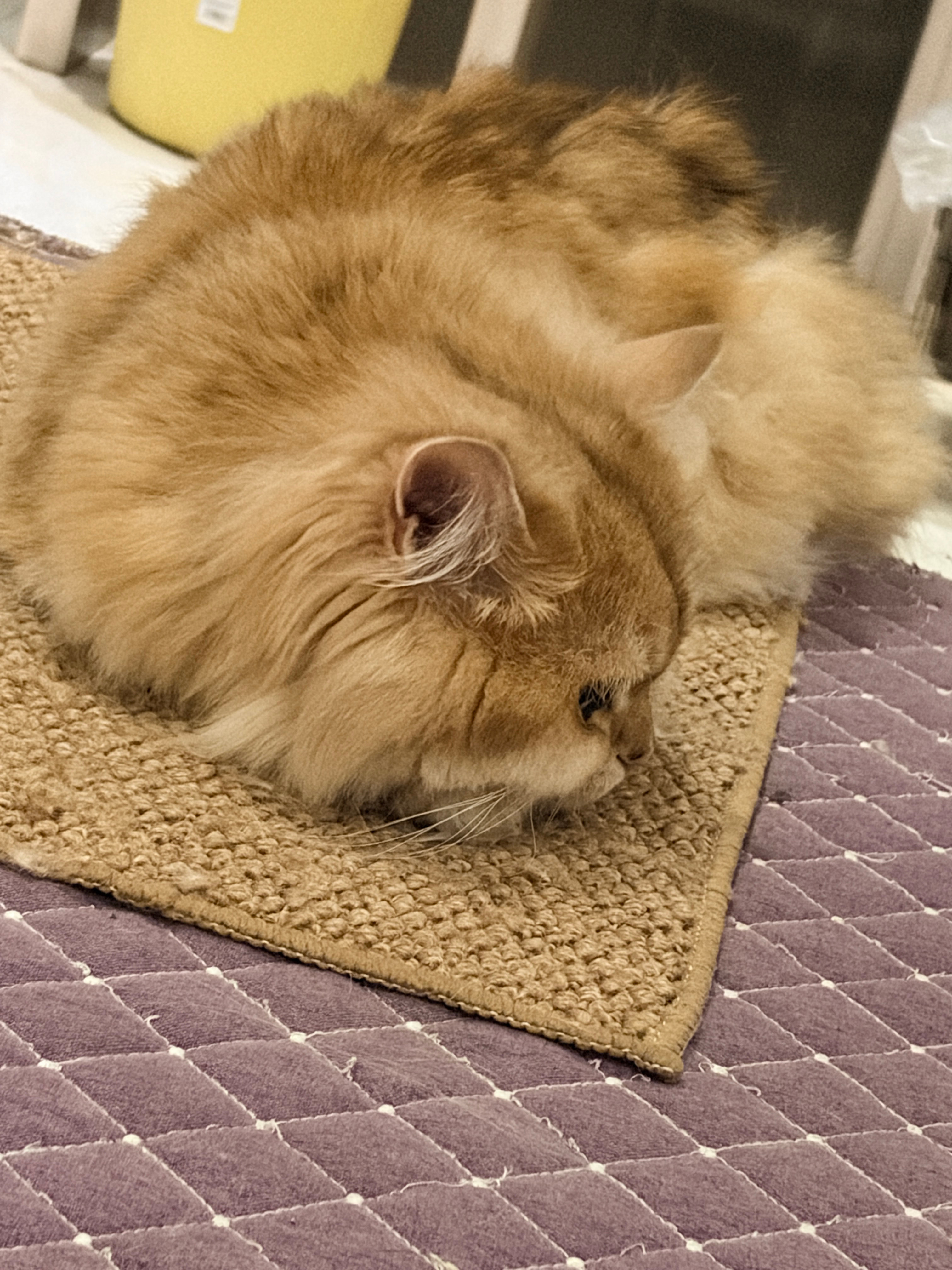 水饺了 