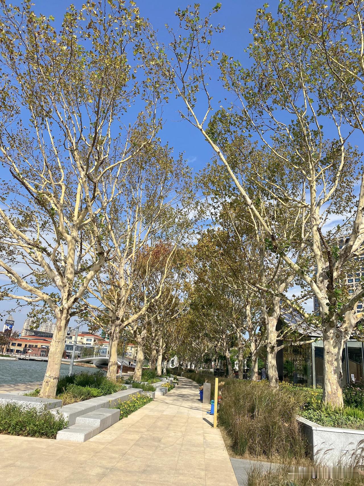 偷得浮生半日闲 
秋日生活打卡季随手拍初冬景色 随手记冬日风景 深秋游园随手拍