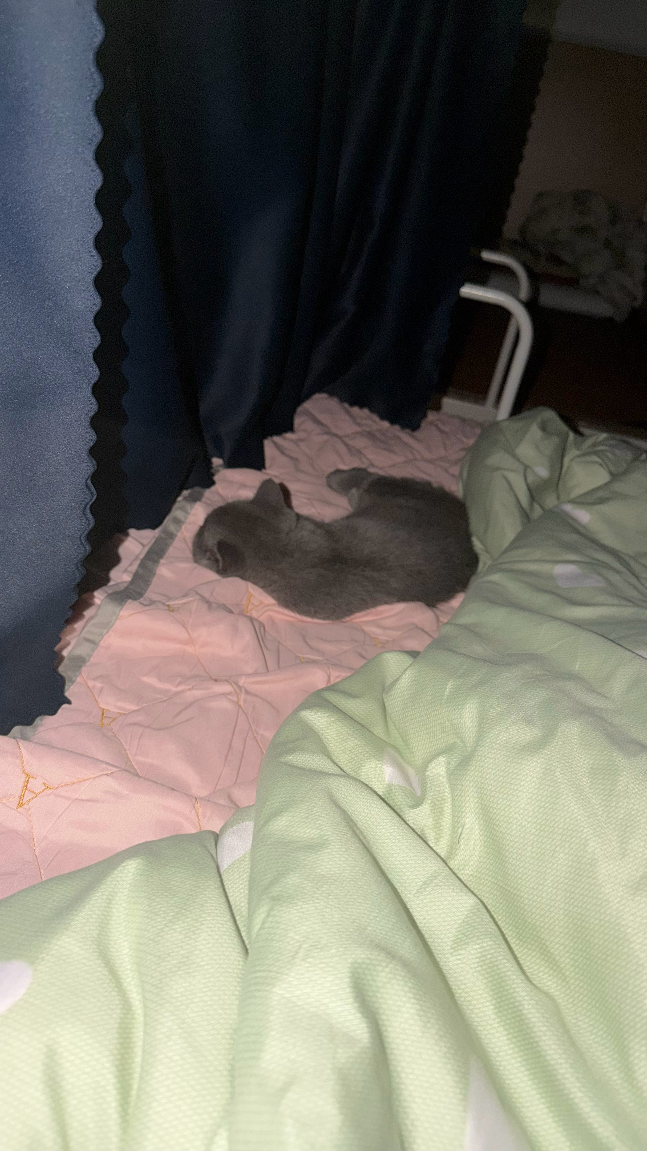 一睁眼一抬头是这么萌的小猫🐈⬛ 