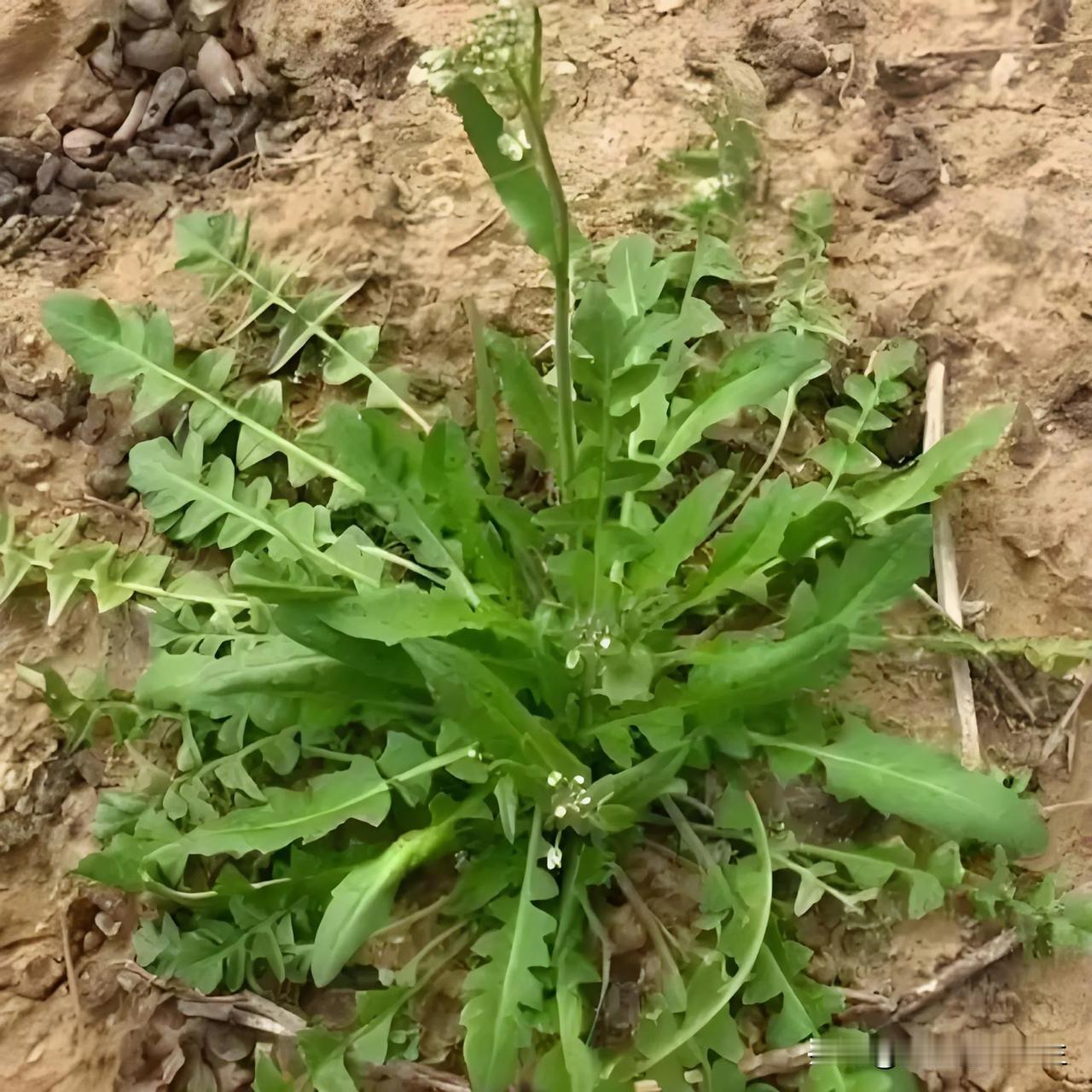 春回大地，东风吹拂，阳光旭暖，外出踏青挖荠菜，是一种难得的享受。

家门前有一片