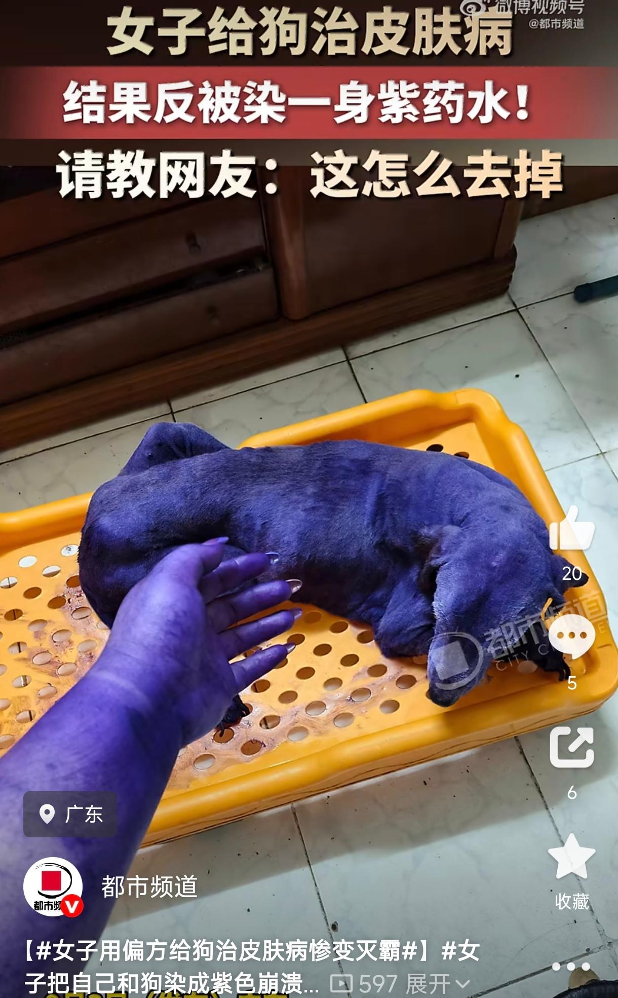 笑不活了！广东，一女子本想给自家狗狗治皮肤病，结果把自己和狗全染成了紫色，活脱脱