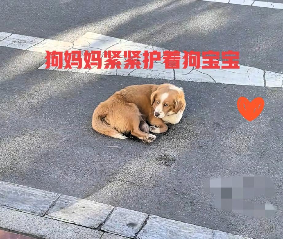 谁看了西藏林芝这只狗妈妈不心疼啊！

在车来车往的马路上生孩子，俩小狗刚落地，它