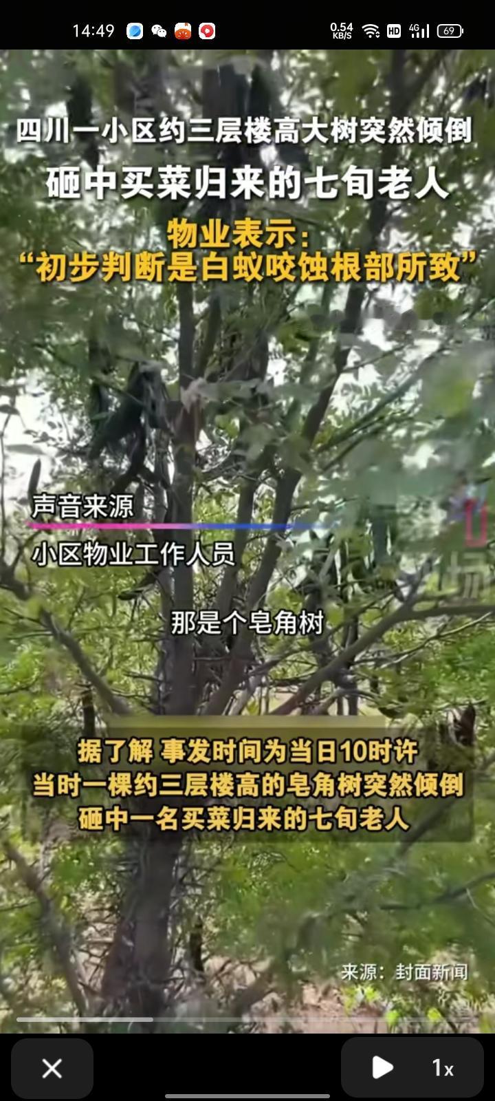 10月15日，四川资阳。网友发视频称，小区内有一棵树倒下砸到了人，系约三层楼高的