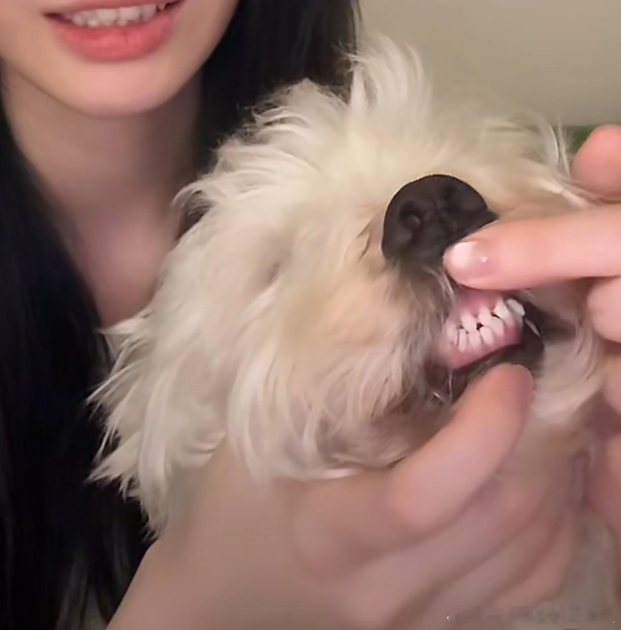 不呆 检查牙齿🦷 