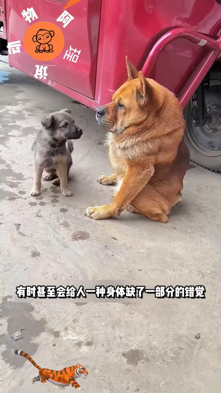 为什么眼前这只狗看起来就像半只狗？其实你看到的是常被称为卡西莫多犬的狗狗。它们长