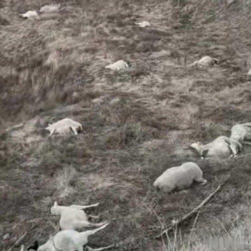 晋中一村民家中120只羊被好友毒死好友毒死家中120只羊后还假意安慰好友毒死家中