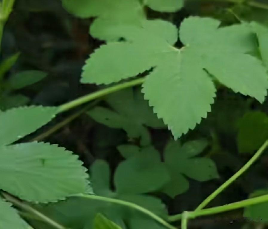 晒图笔记大赛我们这里农村叫这玩意拉古蛋子，有的地方叫拉拉缨，这些年觉得这些东西也