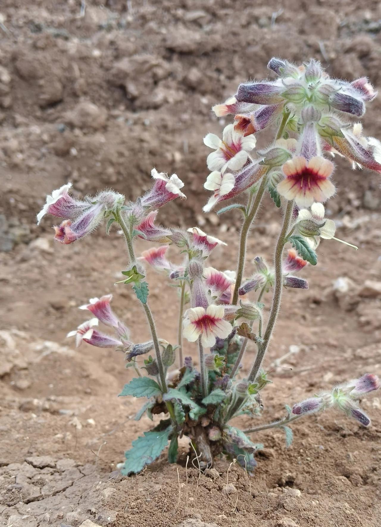 分享一张你拍的花，什么花都行谁知道这花的名字？