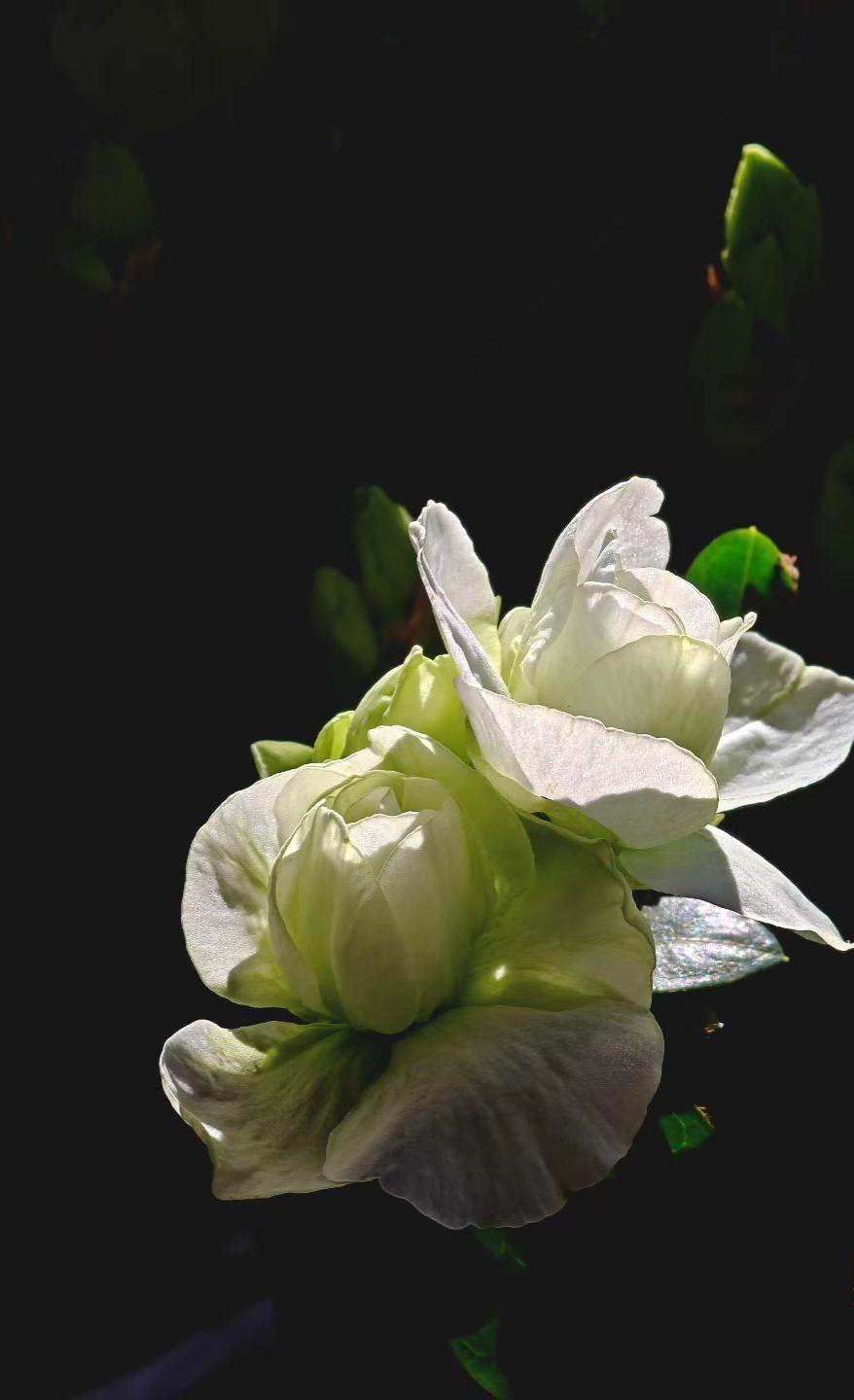 白里透青的瓣，层层叠叠，像把一整个春天的温柔都收进了花心里。
风不扰，光不躁，只