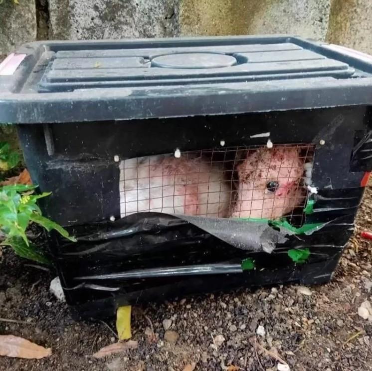 这是什么生物？野生动物救助中心的工作人员接获民众通报，说路边的黑箱子里面装着一只